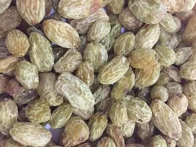 微波低溫膨化干燥機(jī) 酥脆葡萄干 