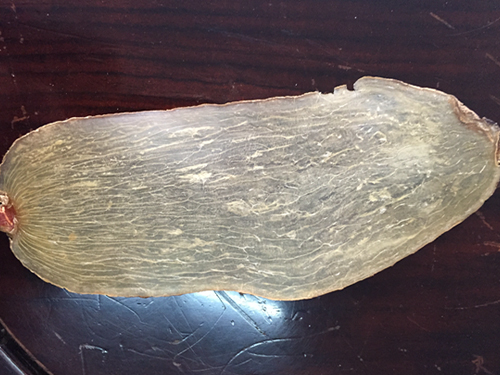 微波真空低溫干燥的  天麻切片